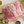 Certified Organic Beef Brisket